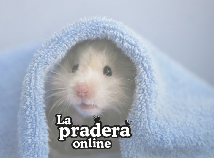 Cómo actuar en situaciones de emergencia con tu conejo o cobaya hasta su atención veterinaria