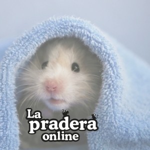 Parcelita para llevar - Raíces y flores